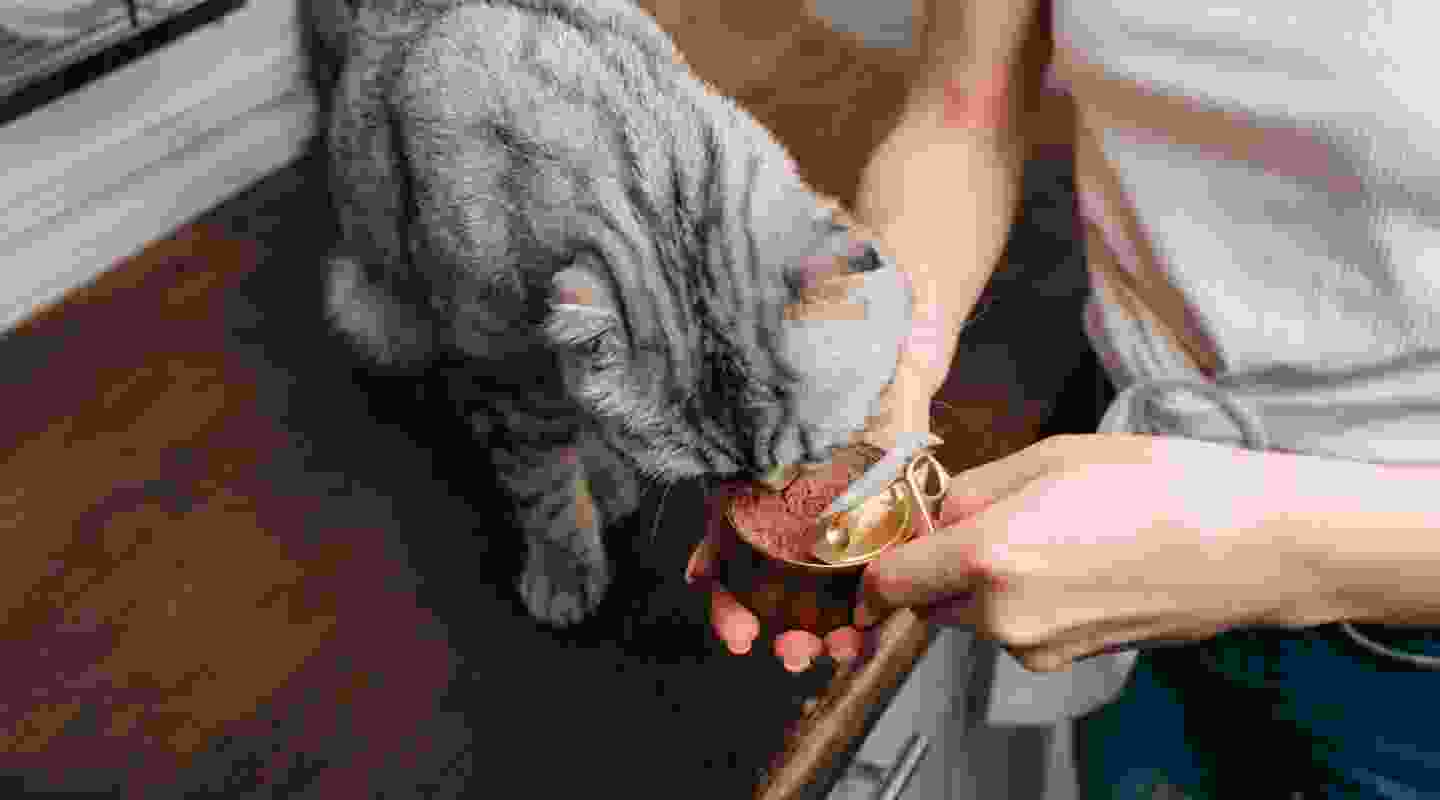 Best Top 10 Ways To Make Your Pets Happy