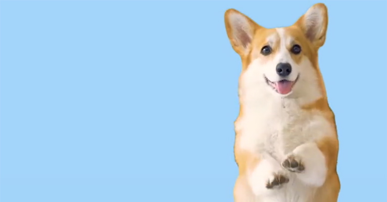 Perro sano alimentado con dieta BARF sin conservantes