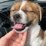 Cachorro feliz - DumuMax BARF para perros