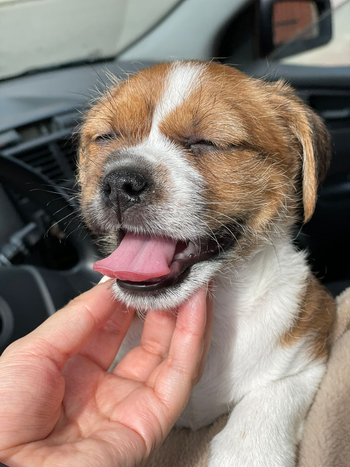 Cachorro feliz - DumuMax BARF para perros