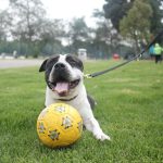 Perro jugando con balón - prevención de pulgas y garrapatas DumuMax