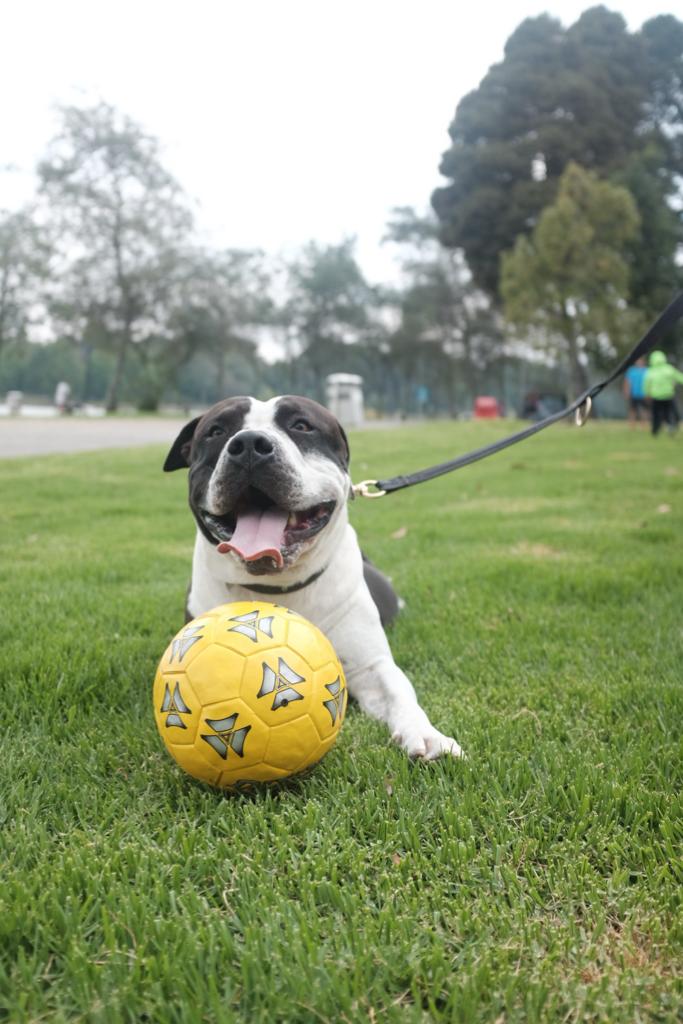Perro jugando con balón - prevención de pulgas y garrapatas DumuMax
