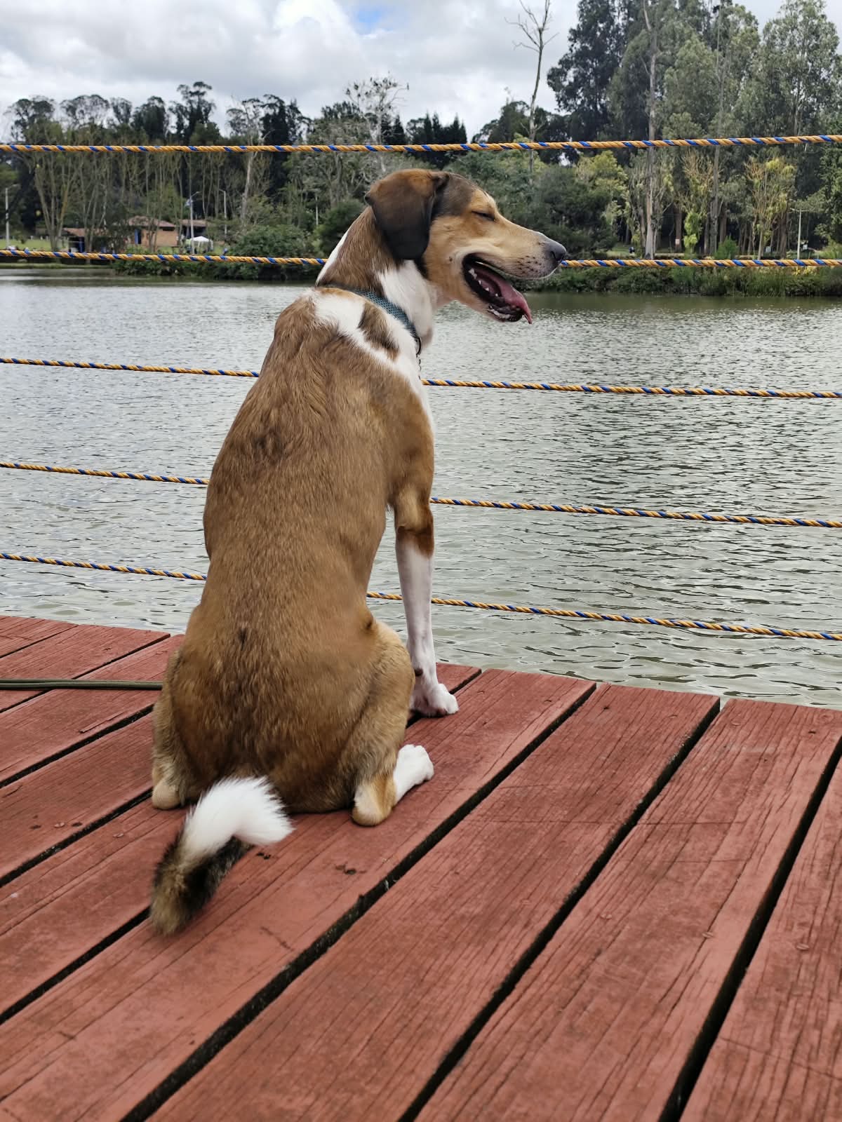 Perro en muelle junto al lago